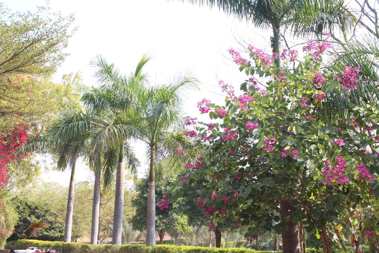 Scenic view of palm trees and pink flowering trees at the park