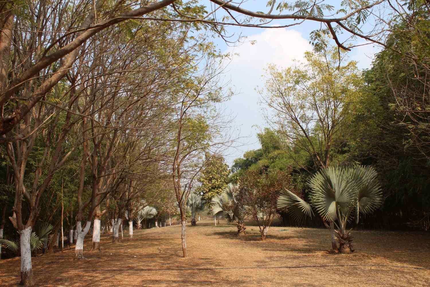 Spacious outdoor lawn area with trees suitable for group activities