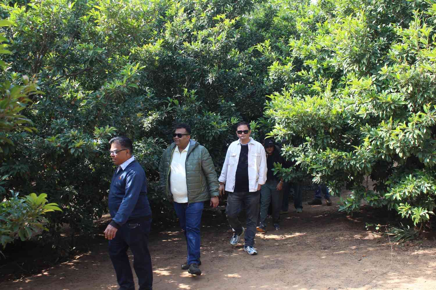 Group walking through orchard